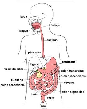 por que se enferma el hígado ? , imágen del aparato digestivo