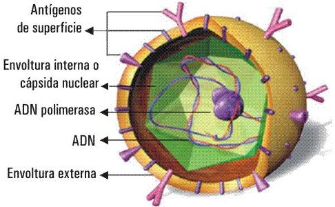 Estructura del virus de la hepatitis b