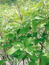 Planta de coca