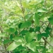 Planta de coca