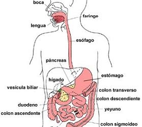 por que se enferma el hígado ? , imágen del aparato digestivo