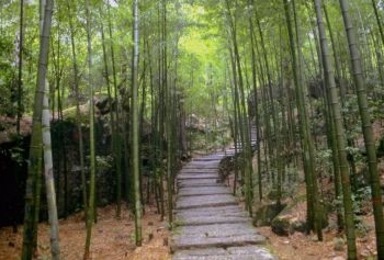 Jardín de bambu
