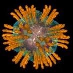 virus-de-la-hepatitis-c-hcv.jpg