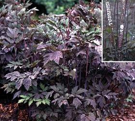cimicifuga racemosa