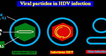 hdv-1.gif