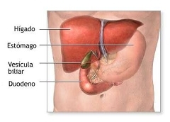 higadohepatitis-thumb7.jpg
