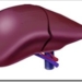 hepatitis-liver