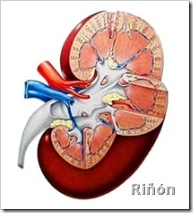 riñon nefrologia nefrologo