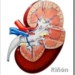 riñon nefrologia nefrologo