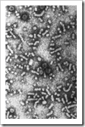 virus hepatitis b hbv vhb