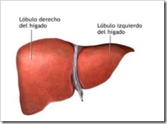 higado2