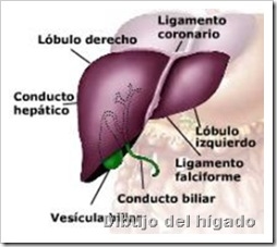 higado1