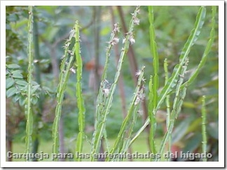 carqueja-baccharis-genistelloides-hierbas-higado