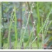 carqueja-baccharis-genistelloides-hierbas-higado