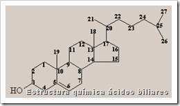 estructura-quimica-acidos-biliares