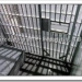 cadeia carcel jail hepatitis sida hiv hcv hbv cirrosis derechos humanos