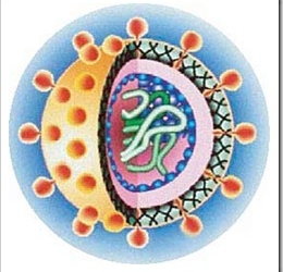 hcv-hepatitis-c
