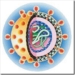 hcv-hepatitis-c