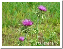 cardo-mariano-silli-marina