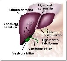higado1