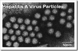 microscopio-hepatitis-a