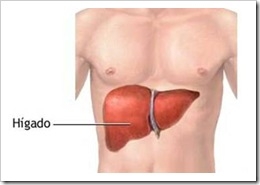 higado-dibujo