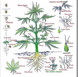 planta-marihuana