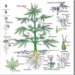 planta-marihuana
