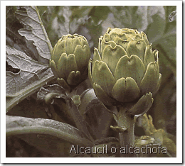 alcaucil