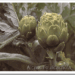 alcaucil