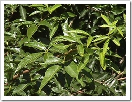 Allophyllusedulis