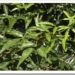 Allophyllusedulis