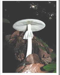 amanita-verna