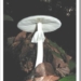 amanita-verna