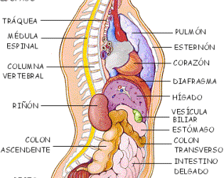 organos01.gif