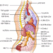 organos01.gif