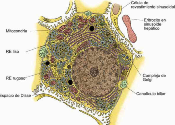 hepatocito.jpg