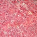 hepatocitos-celulas-hepaticas.jpg