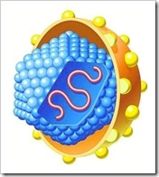 hepatitis virus