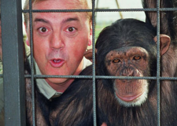 chimpance-monos-primates-hepatitis-peta.jpg