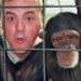chimpance-monos-primates-hepatitis-peta.jpg