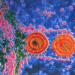 herpes-genital.jpg