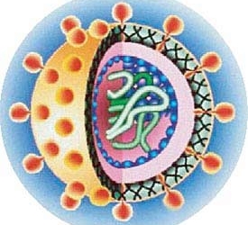 hcv-hepatitis-c.jpg
