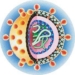 hcv-hepatitis-c.jpg