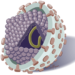 hepatitis-c-virus.png