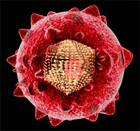 virus-hepatitis-c.jpg