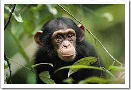 chimpance-portada