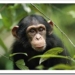 chimpance-portada