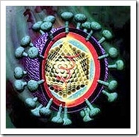 virus hepatitis c
