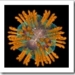 HCV-virus